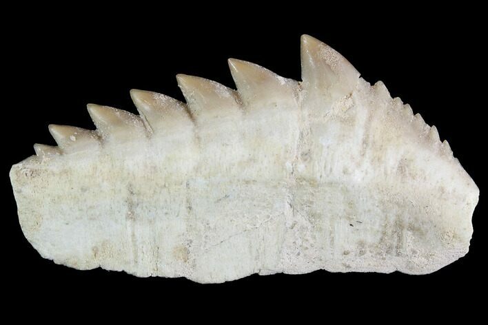 Fossil Cow Shark (Hexanchus) Tooth - Morocco #92623